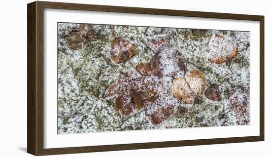 Wilted leaves on grass with frost cover-Panoramic Images-Framed Photographic Print