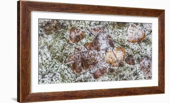 Wilted leaves on grass with frost cover-Panoramic Images-Framed Photographic Print