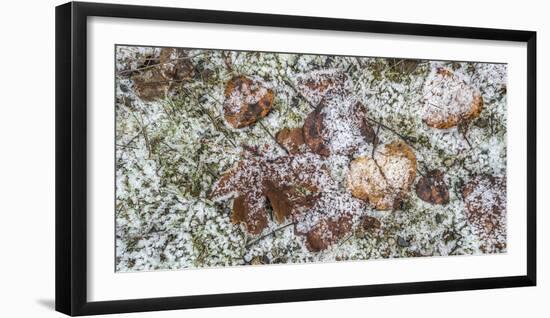 Wilted leaves on grass with frost cover-Panoramic Images-Framed Photographic Print