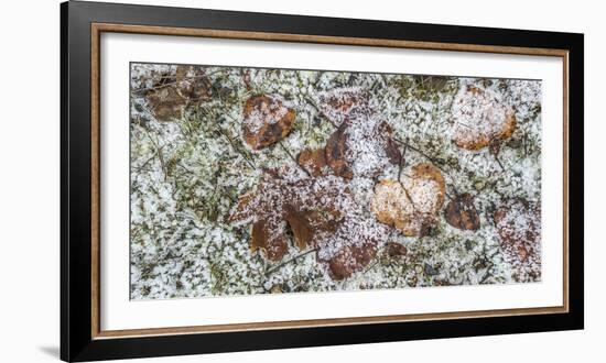 Wilted leaves on grass with frost cover-Panoramic Images-Framed Photographic Print