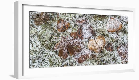 Wilted leaves on grass with frost cover-Panoramic Images-Framed Photographic Print