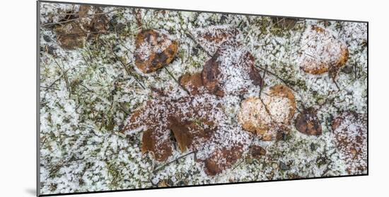 Wilted leaves on grass with frost cover-Panoramic Images-Mounted Photographic Print