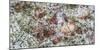 Wilted leaves on grass with frost cover-Panoramic Images-Mounted Photographic Print