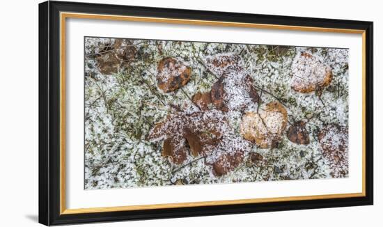 Wilted leaves on grass with frost cover-Panoramic Images-Framed Photographic Print