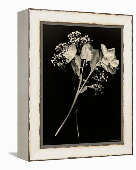 Wilted White Rose and Baby's Breath in Black and White-Robert Cattan-Framed Premier Image Canvas