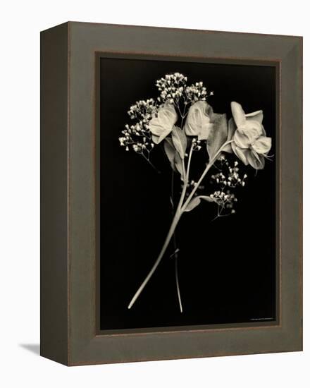 Wilted White Rose and Baby's Breath in Black and White-Robert Cattan-Framed Premier Image Canvas