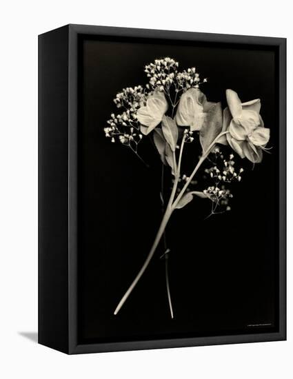 Wilted White Rose and Baby's Breath in Black and White-Robert Cattan-Framed Premier Image Canvas