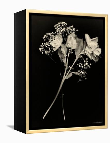 Wilted White Rose and Baby's Breath in Black and White-Robert Cattan-Framed Premier Image Canvas