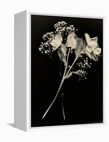 Wilted White Rose and Baby's Breath in Black and White-Robert Cattan-Framed Premier Image Canvas