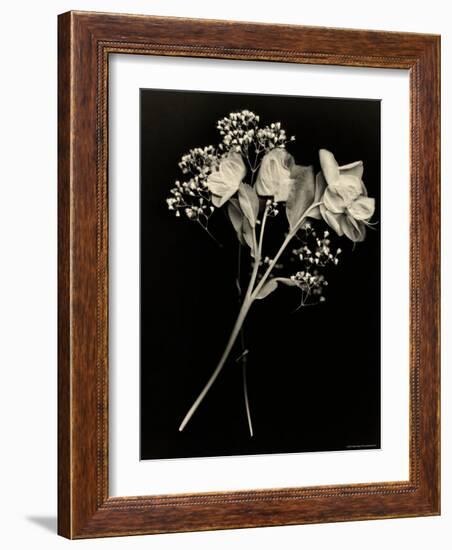 Wilted White Rose and Baby's Breath in Black and White-Robert Cattan-Framed Photographic Print