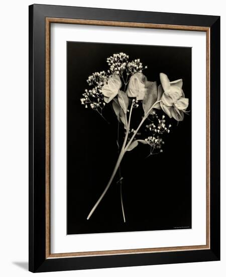 Wilted White Rose and Baby's Breath in Black and White-Robert Cattan-Framed Photographic Print