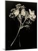 Wilted White Rose and Baby's Breath in Black and White-Robert Cattan-Mounted Photographic Print