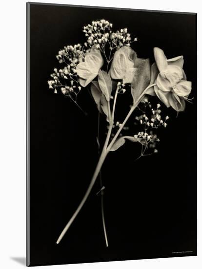 Wilted White Rose and Baby's Breath in Black and White-Robert Cattan-Mounted Photographic Print