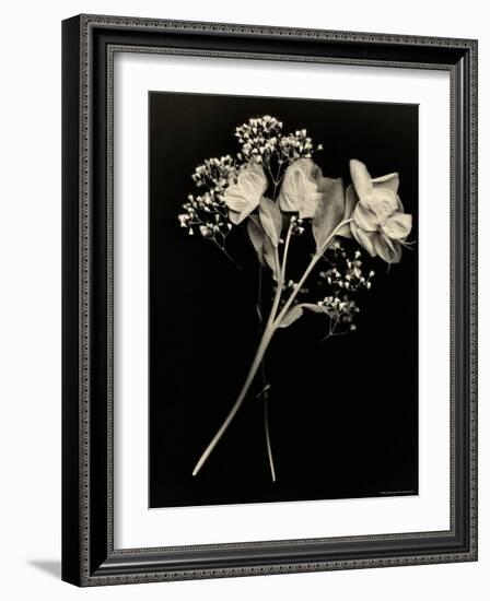 Wilted White Rose and Baby's Breath in Black and White-Robert Cattan-Framed Photographic Print