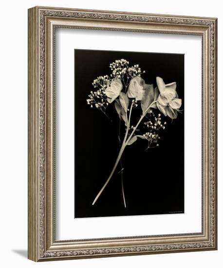 Wilted White Rose and Baby's Breath in Black and White-Robert Cattan-Framed Photographic Print