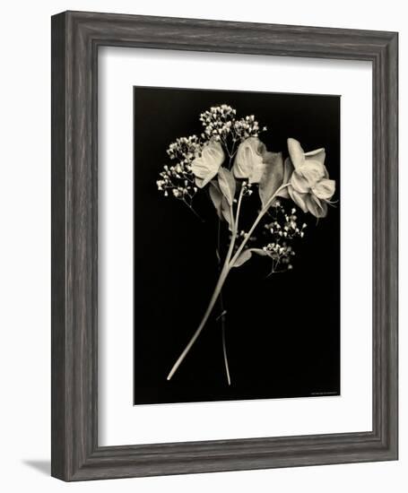 Wilted White Rose and Baby's Breath in Black and White-Robert Cattan-Framed Photographic Print