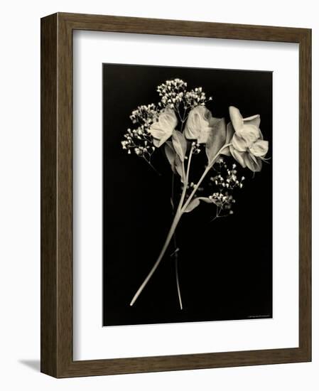 Wilted White Rose and Baby's Breath in Black and White-Robert Cattan-Framed Photographic Print