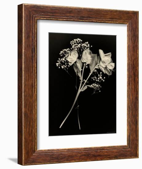 Wilted White Rose and Baby's Breath in Black and White-Robert Cattan-Framed Photographic Print