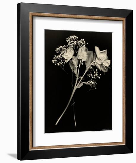 Wilted White Rose and Baby's Breath in Black and White-Robert Cattan-Framed Photographic Print