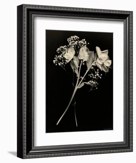 Wilted White Rose and Baby's Breath in Black and White-Robert Cattan-Framed Photographic Print