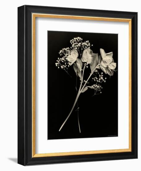 Wilted White Rose and Baby's Breath in Black and White-Robert Cattan-Framed Photographic Print