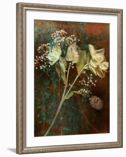 Wilted White Rose and Baby's Breath-Robert Cattan-Framed Photographic Print