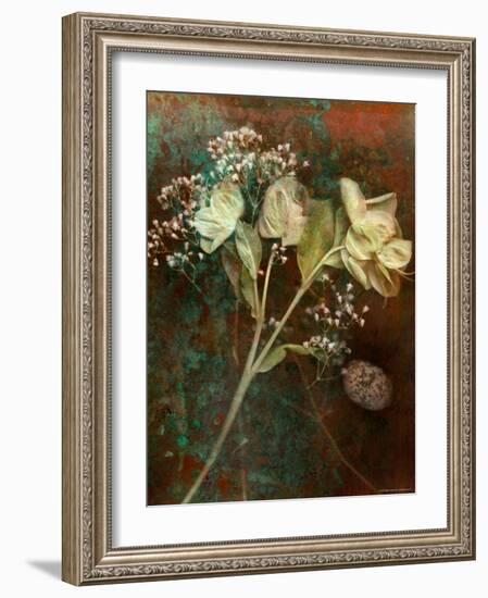 Wilted White Rose and Baby's Breath-Robert Cattan-Framed Photographic Print