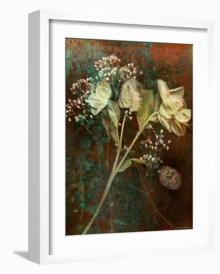 Wilted White Rose and Baby's Breath-Robert Cattan-Framed Photographic Print