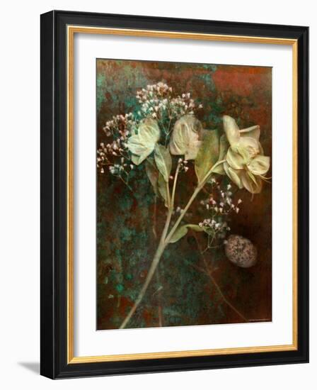 Wilted White Rose and Baby's Breath-Robert Cattan-Framed Photographic Print