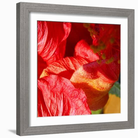 Wilting Hibiscus-Ruth Palmer-Framed Art Print