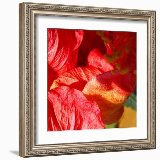 Wilting Hibiscus-Ruth Palmer-Framed Art Print