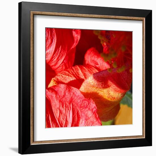 Wilting Hibiscus-Ruth Palmer-Framed Art Print