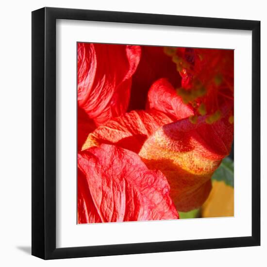 Wilting Hibiscus-Ruth Palmer-Framed Art Print