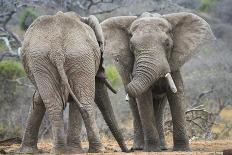 African Elephant (Loxodonta Africana) Two Bulls, Chyulu Hills, Kenya-Wim van den Heever-Photographic Print