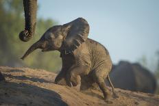 Baby African Elephant (Loxodonta Africana), Climbing Up A Riverbank, Chobe National Park, Botswana-Wim van den Heever-Photographic Print