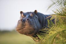 Hippopotamus (Hippopotamus Amphibius) Out of the Water, Peering around Vegetation-Wim van den Heever-Photographic Print
