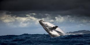 Humpback Whale (Megaptera Novaeangliae) Breaching During Annual Sardine Run-Wim van den Heever-Photographic Print