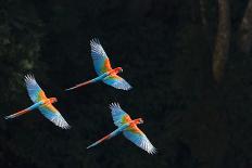 Red-And-Green Macaw (Ara Chloropterus) Group of Three in Flight, Pantanal, Brazil. August-Wim van den Heever-Photographic Print