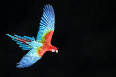 Red-And-Green Macaw (Ara Chloropterus) in Flight, Pantanal, Brazil. August-Wim van den Heever-Photographic Print
