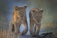 Two African Lion (Panthera Leo) Cubs Walking On A Path. Okavango Delta, Botswana-Wim van den Heever-Framed Photographic Print