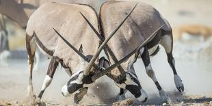 Two Gemsbok Bulls (Oryx Gazella) Males Fighitng, Etosha National Park, Namibia-Wim van den Heever-Photographic Print