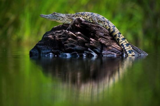 Photographic Print, , large