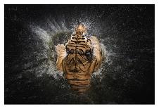 Tiger Splash-Win Leslee-Framed Photographic Print