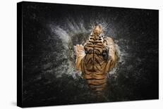Tiger Splash-Win Leslee-Framed Photographic Print