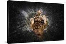 Tiger Splash-Win Leslee-Framed Photographic Print