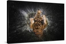 Tiger Splash-Win Leslee-Stretched Canvas