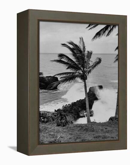 Wind Blowing the Palm Trees and the Waves Pounding on the Jamaica Coastline-null-Framed Premier Image Canvas