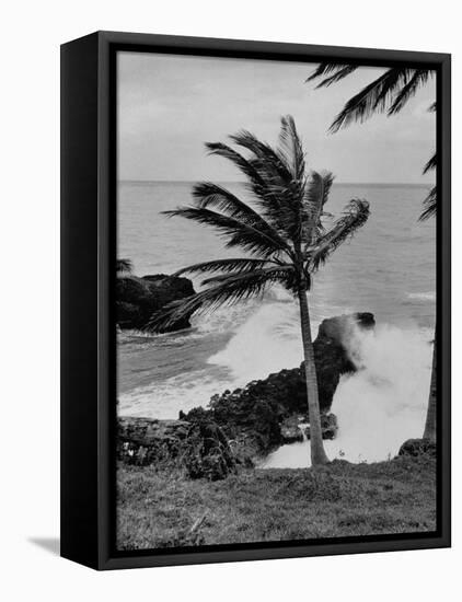 Wind Blowing the Palm Trees and the Waves Pounding on the Jamaica Coastline-null-Framed Premier Image Canvas