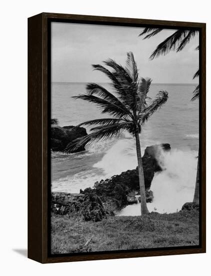 Wind Blowing the Palm Trees and the Waves Pounding on the Jamaica Coastline-null-Framed Premier Image Canvas