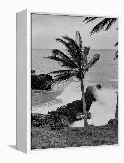 Wind Blowing the Palm Trees and the Waves Pounding on the Jamaica Coastline-null-Framed Premier Image Canvas